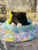 Boots—AKC, a male Pomeranian for sale in Ovalo, TX – Photo 1 of 7