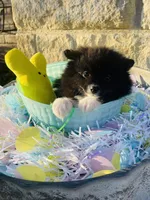 Boots—AKC, a male Pomeranian for sale in Ovalo, TX – Photo 5 of 7