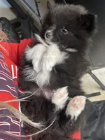 Boots—AKC, a male Pomeranian for sale in Ovalo, TX – Photo 6 of 7