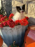 CKC—Daisy, a female Pomeranian for sale in Ovalo, TX – 1 of 5