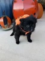CKC—Cash, a male Pomeranian for sale in Ovalo, TX – 4 of 5