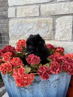 CKC—Cash, a male Pomeranian for sale in Ovalo, TX – 3 of 5