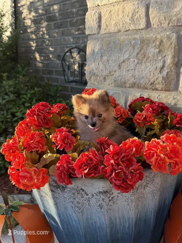 CKC—Reba – Pomeranian puppy for sale in Ovalo, TX