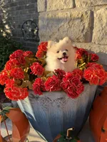 CKC—Toby, a male Pomeranian for sale in Ovalo, TX – 1 of 4