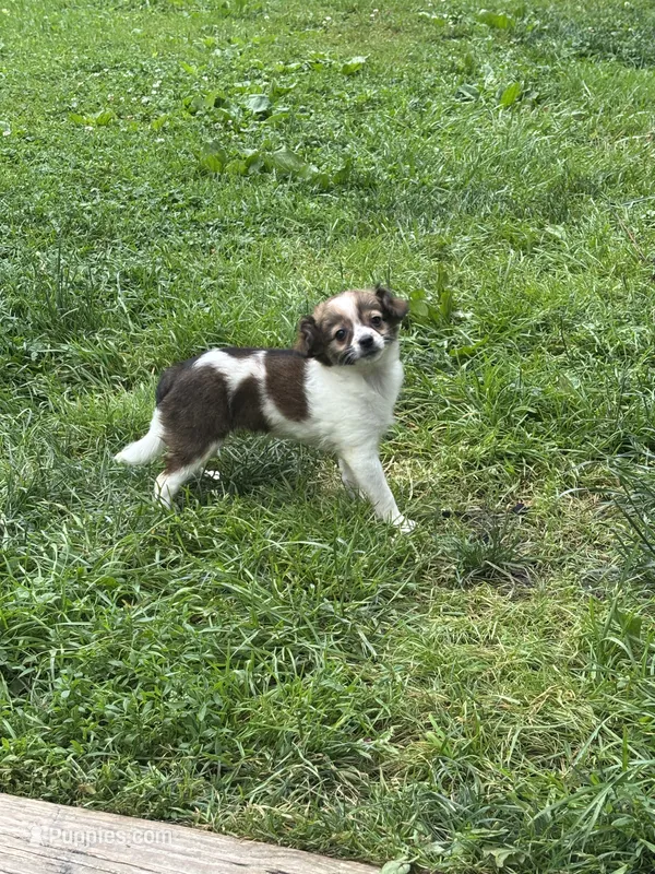 Bella – Chihuahua puppy for sale in Berwick, PA