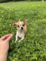 Benny, a male Chihuahua for sale in Berwick, PA – 3 of 7
