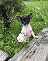 Gerry, a male Chihuahua for sale in Berwick, PA – 5 of 7