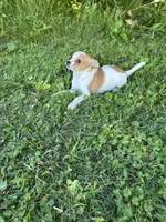 Chana, a female Chihuahua for sale in Berwick, PA – 4 of 5