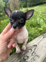 Gerry, a male Chihuahua for sale in Berwick, PA – 3 of 7
