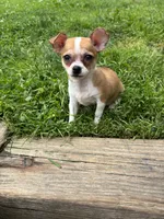 Benny, a male Chihuahua for sale in Berwick, PA – 7 of 7