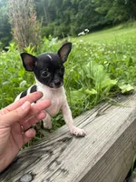 Gerry, a male Chihuahua for sale in Berwick, PA – 4 of 7