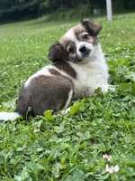 Bella, a female Chihuahua for sale in Berwick, PA – 3 of 5