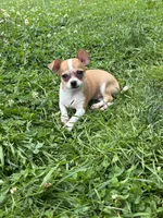 Benny, a male Chihuahua for sale in Berwick, PA – 5 of 7