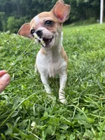 Benny, a male Chihuahua for sale in Berwick, PA – 2 of 7
