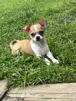 Benny, a male Chihuahua for sale in Berwick, PA – 4 of 7
