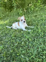 Chana, a female Chihuahua for sale in Berwick, PA – 3 of 5