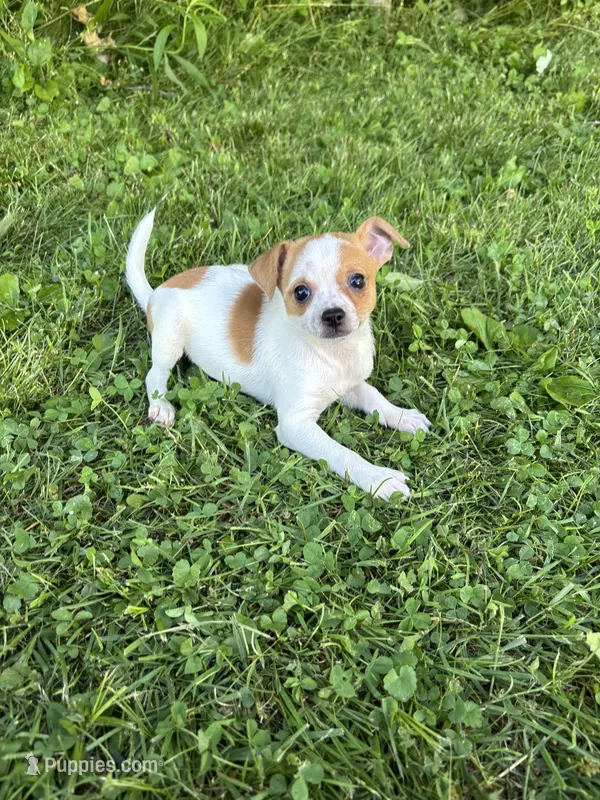 Chana – Chihuahua puppy for sale in Berwick, PA