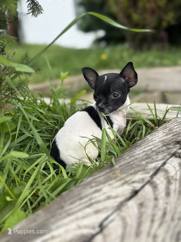 Gerry – Chihuahua puppy for sale in Berwick, PA