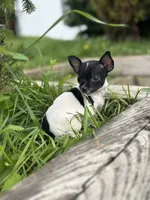 Gerry, a male Chihuahua for sale in Berwick, PA – 1 of 7