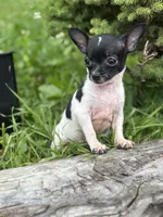 Gerry, a male Chihuahua for sale in Berwick, PA – 2 of 7