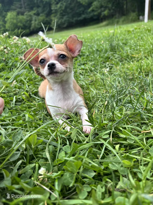 Benny – Chihuahua puppy for sale in Berwick, PA