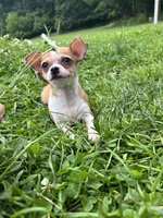 Benny, a male Chihuahua for sale in Berwick, PA – 1 of 7