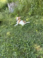 Chana, a female Chihuahua for sale in Berwick, PA – 5 of 5