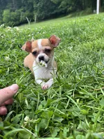 Benny, a male Chihuahua for sale in Berwick, PA – 6 of 7