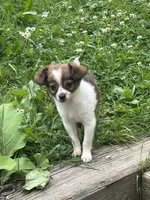 Bella, a female Chihuahua for sale in Berwick, PA – 2 of 5