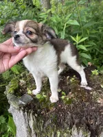 Bella, a female Chihuahua for sale in Berwick, PA – 4 of 5