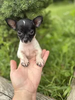 Gerry, a male Chihuahua for sale in Berwick, PA – 6 of 7