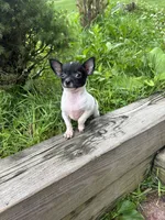Gerry, a male Chihuahua for sale in Berwick, PA – 7 of 7