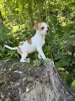 Chana, a female Chihuahua for sale in Berwick, PA – 2 of 5