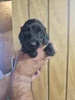 Jessie AKC female, a female Miniature Dachshund for sale in Chapin, IL – 1 of 4