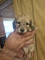 Bo peep AKC female, a female Miniature Dachshund for sale in Chapin, IL – 4 of 6