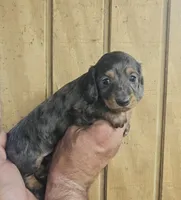 Buzz AKC male, a male Miniature Dachshund for sale in Chapin, IL – 4 of 5