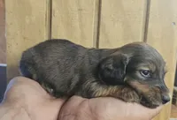 Woody AKC male, a male Miniature Dachshund for sale in Chapin, IL – 3 of 5