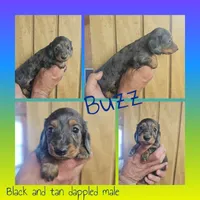 Buzz AKC male, a male Miniature Dachshund for sale in Chapin, IL – 5 of 5