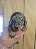 Buzz AKC male, a male Miniature Dachshund for sale in Chapin, IL – 3 of 5