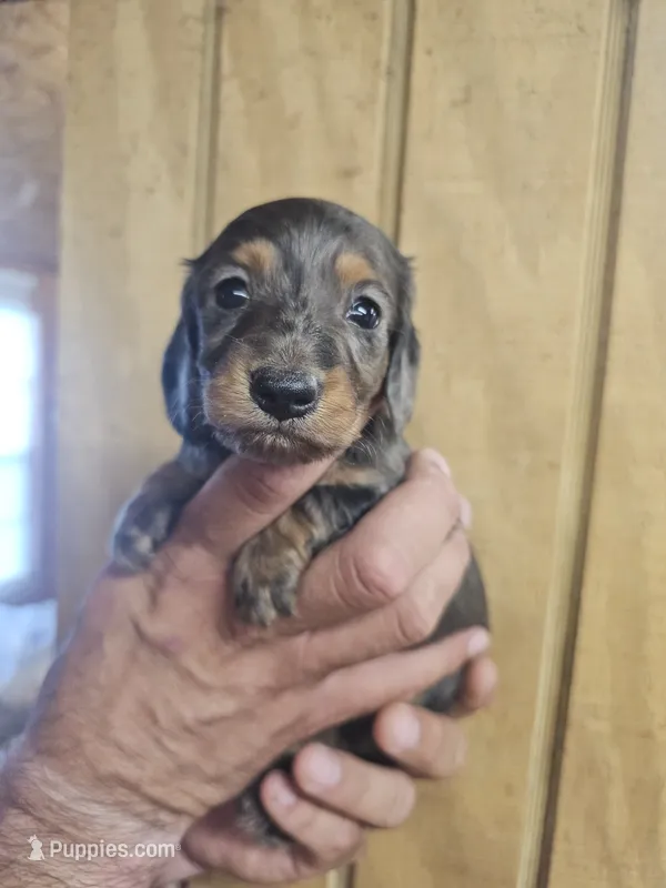 Buzz AKC male – Miniature Dachshund puppy for sale in Chapin, IL