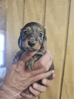 Buzz AKC male, a male Miniature Dachshund for sale in Chapin, IL – 1 of 5