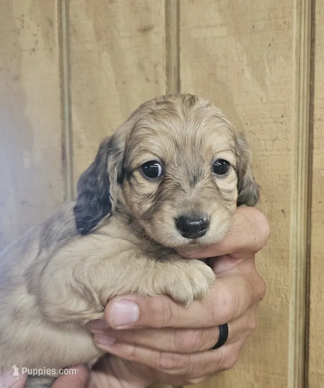 Bo peep AKC female – Miniature Dachshund puppy for sale in Chapin, IL