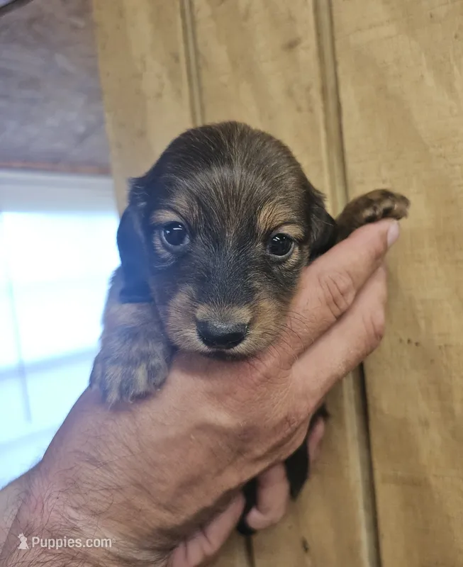Woody AKC male – Miniature Dachshund puppy for sale in Chapin, IL