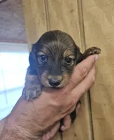Woody AKC male, a male Miniature Dachshund for sale in Chapin, IL – 1 of 5