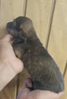 Woody AKC male, a male Miniature Dachshund for sale in Chapin, IL – 4 of 5