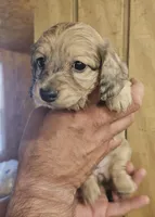 Bo peep AKC female, a female Miniature Dachshund for sale in Chapin, IL – 3 of 6