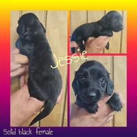 Jessie AKC female, a female Miniature Dachshund for sale in Chapin, IL – 4 of 4
