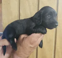 Jessie AKC female, a female Miniature Dachshund for sale in Chapin, IL – 2 of 4