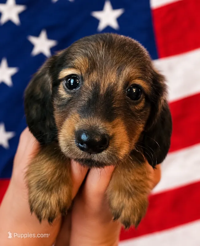 Woody AKC male – Miniature Dachshund puppy for sale in Chapin, IL