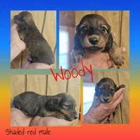 Woody AKC male, a male Miniature Dachshund for sale in Chapin, IL – 5 of 5